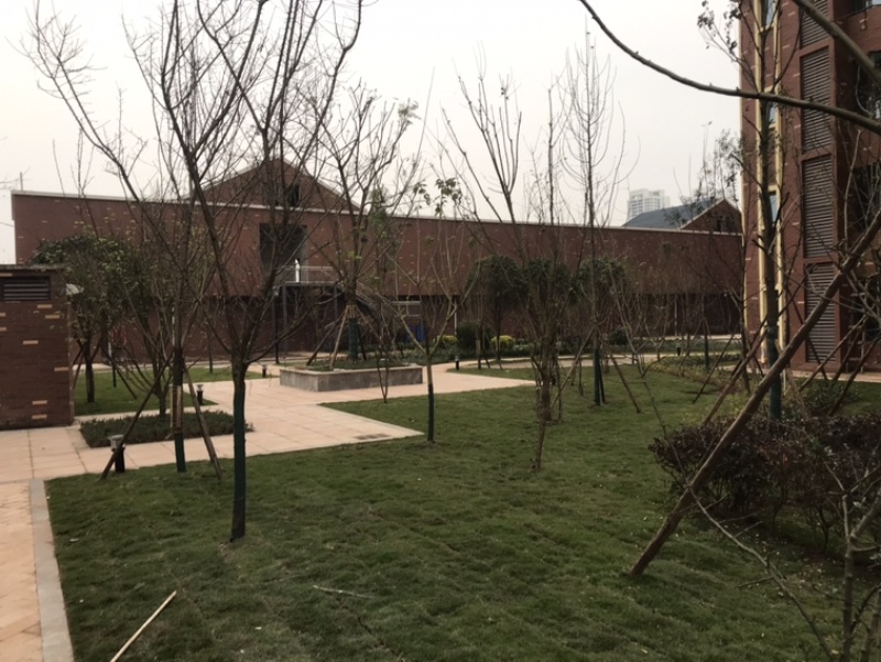 混播草坪台湾二号草坪各种草坪百慕大草坪马蹄金草坪
