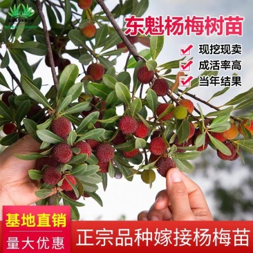 东魁杨梅树苗无核杨梅西贡杨梅苗盆栽地栽苗南北方种植