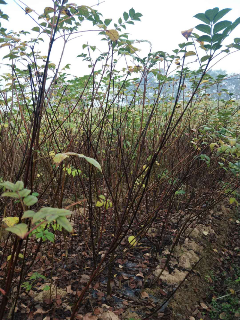 《政府扶贫》中花吴茱萸苗茶辣苗技术指导存活率高