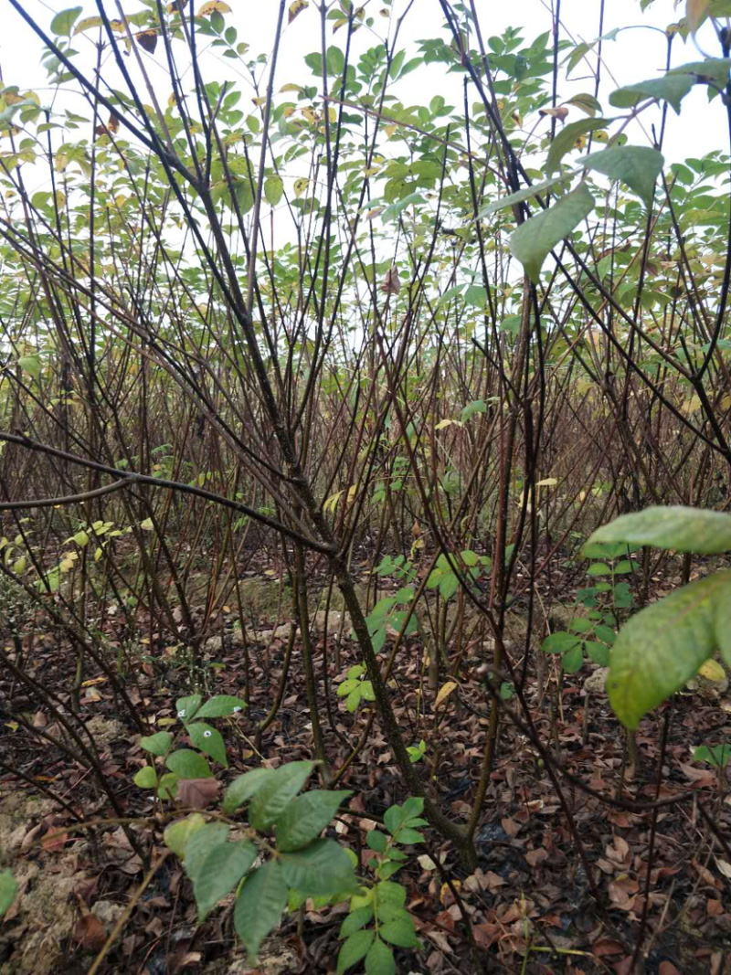 《政府扶贫》中花吴茱萸苗茶辣苗技术指导存活率高