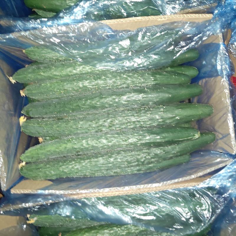 青瓜，带花刺靓青瓜，现有大量现货，各种价格都有