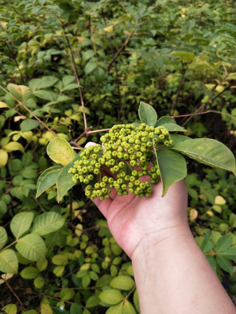 《政府扶贫》中花吴茱萸苗茶辣苗技术指导存活率高