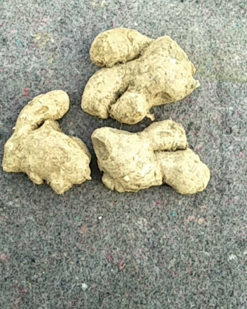黄姜姜母