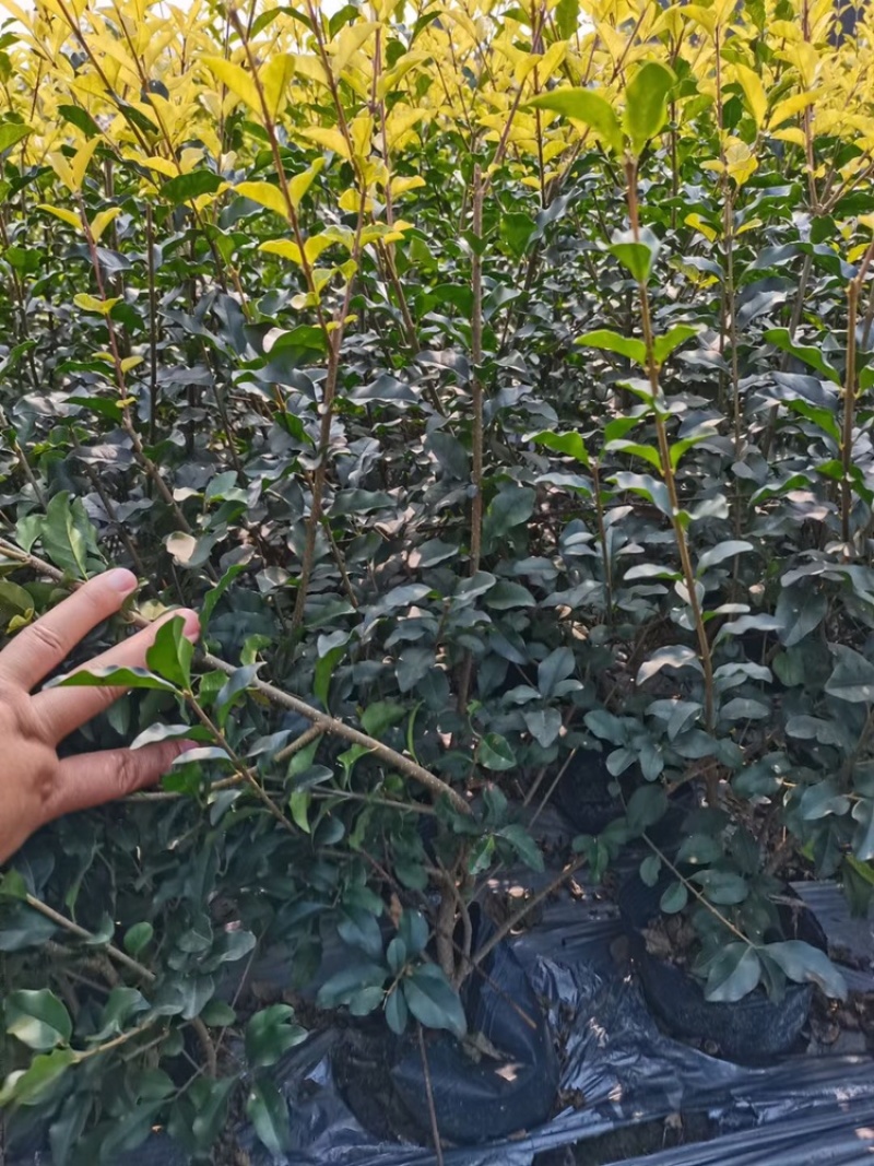 成都金禾女贞12杯16杯工程用金禾女贞苗子