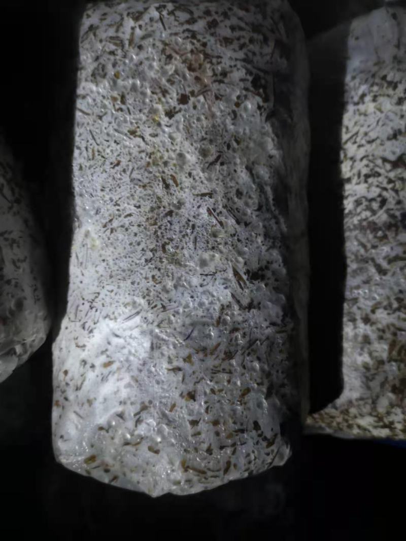 食用菌种，优质高产广温型，灰黑色平菇栽培种三级种，