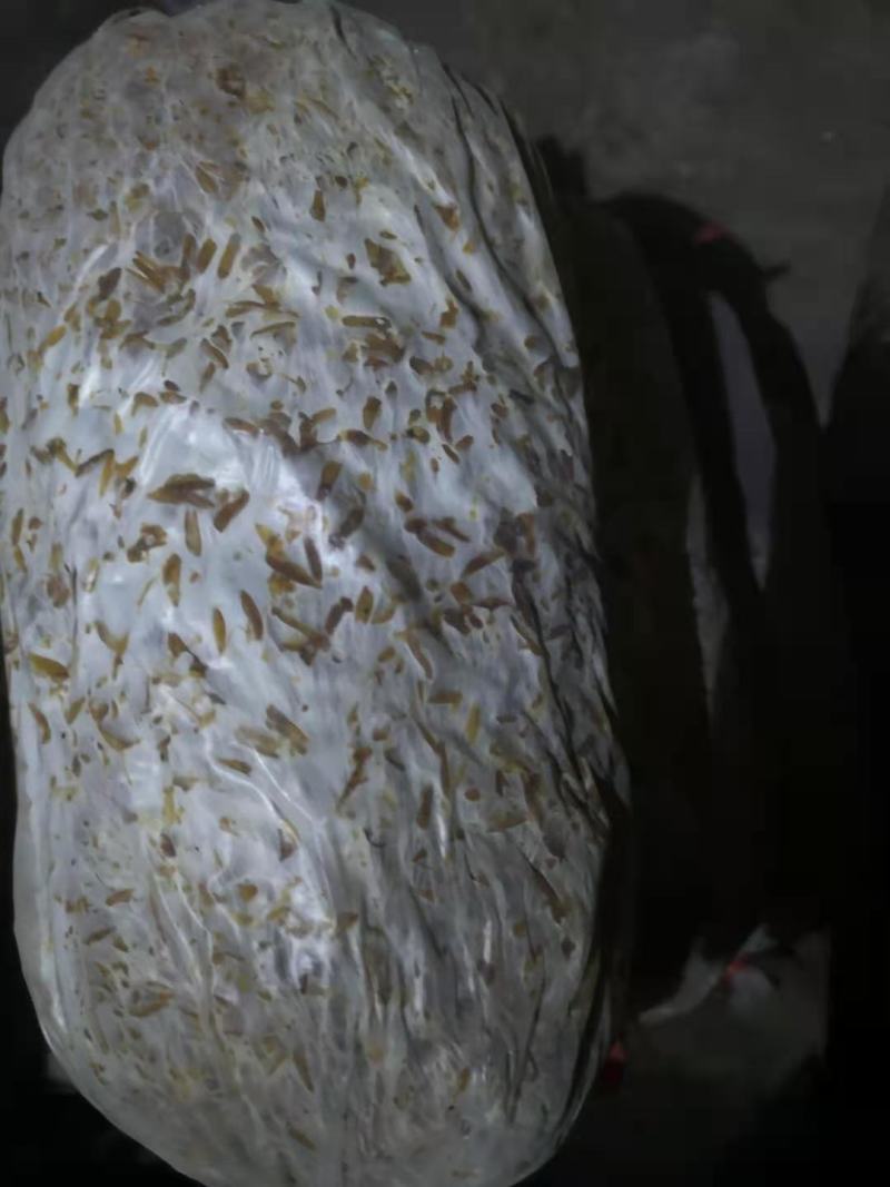 食用菌种，优质高产广温型，灰黑色平菇栽培种三级种，