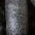 食用菌种，优质高产广温型，灰黑色平菇栽培种三级种，