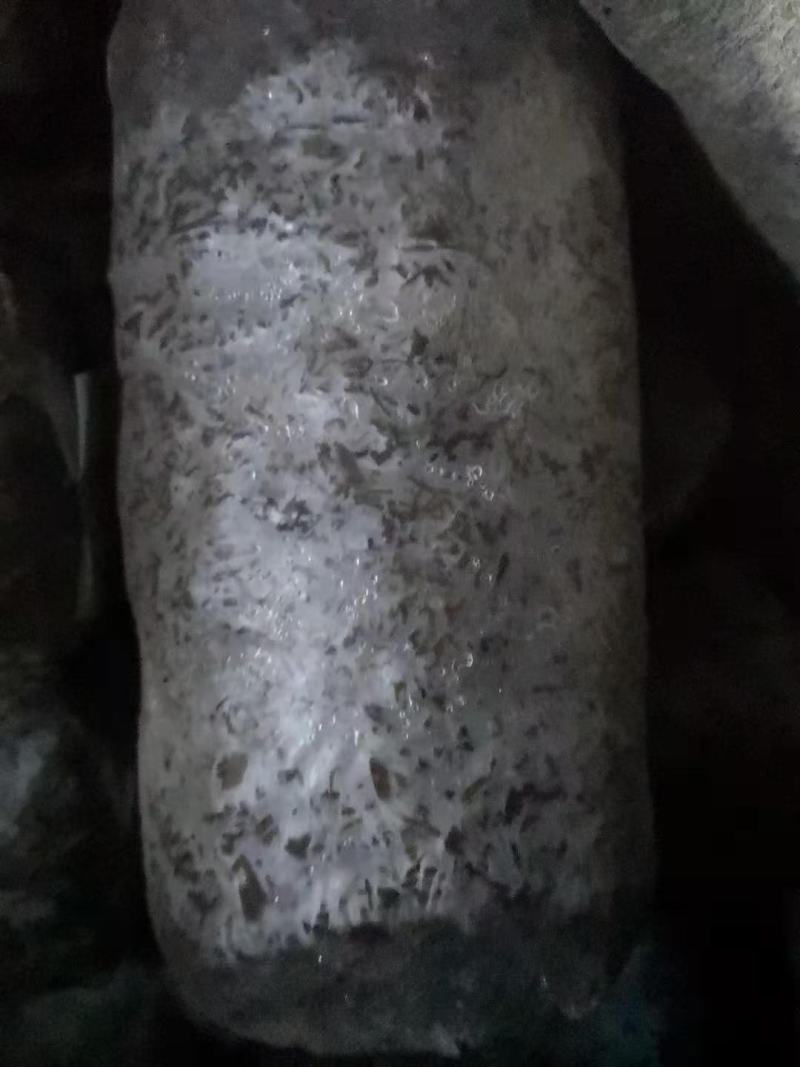 食用菌种，优质高产广温型，灰黑色平菇栽培种三级种，