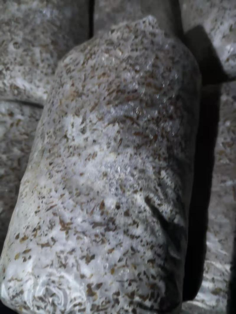 食用菌种，优质高产广温型，灰黑色平菇栽培种三级种，