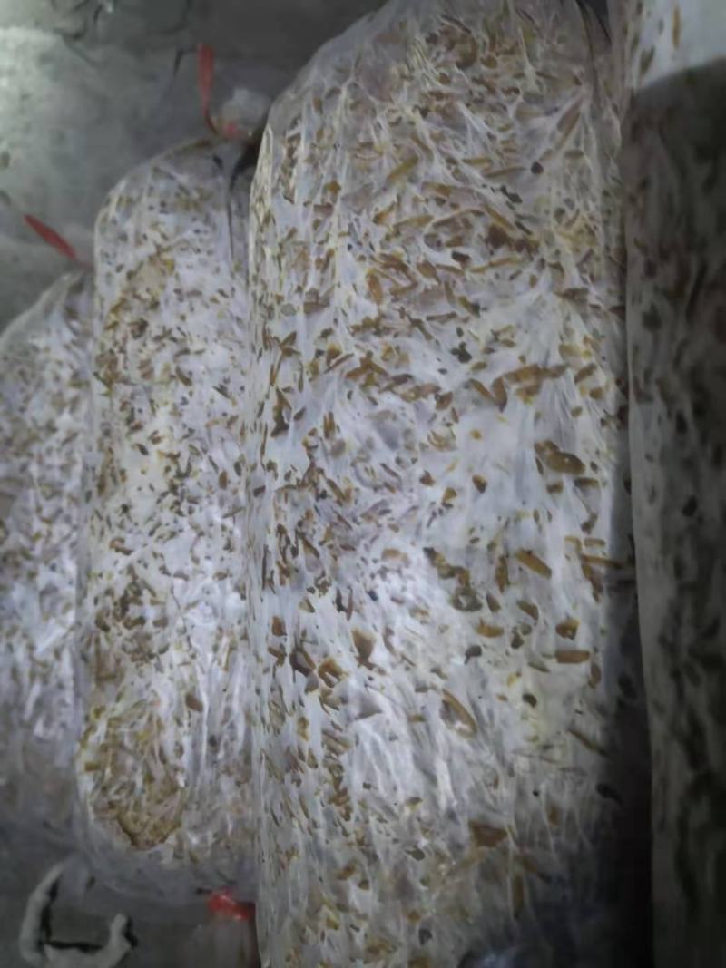 食用菌种，优质高产广温型，灰黑色平菇栽培种三级种，