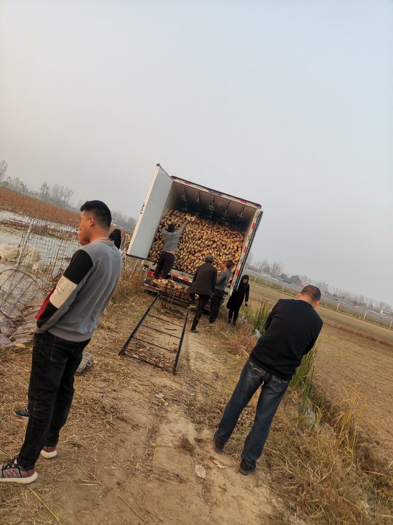 煨汤粉，个大，短节！不变色，适合长途运输