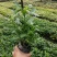 木春菊成都木春菊木春菊杯苗工程用木春菊杯苗
