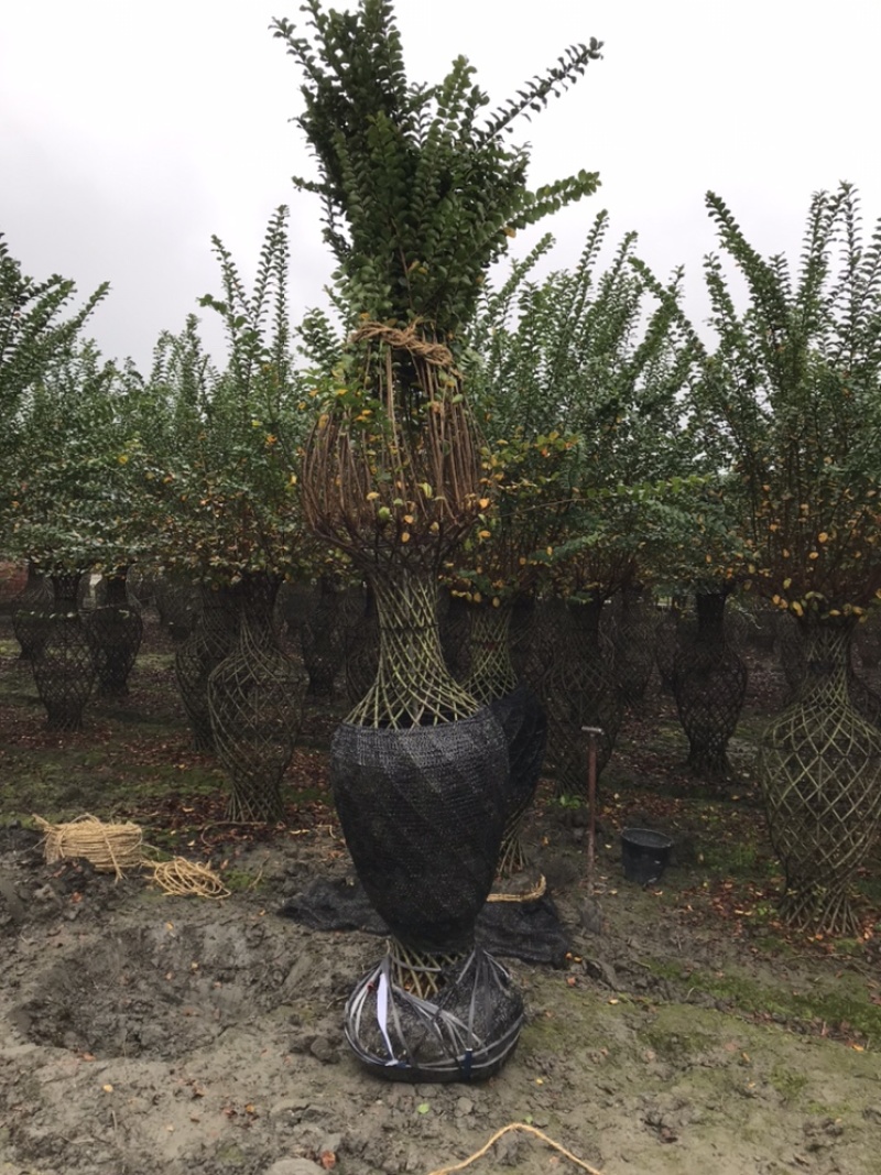 紫薇造型紫薇花瓶紫薇中国结紫薇福禄寿喜字