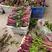 精品红菜苔，欢迎全国各地新老客户，质量优良，