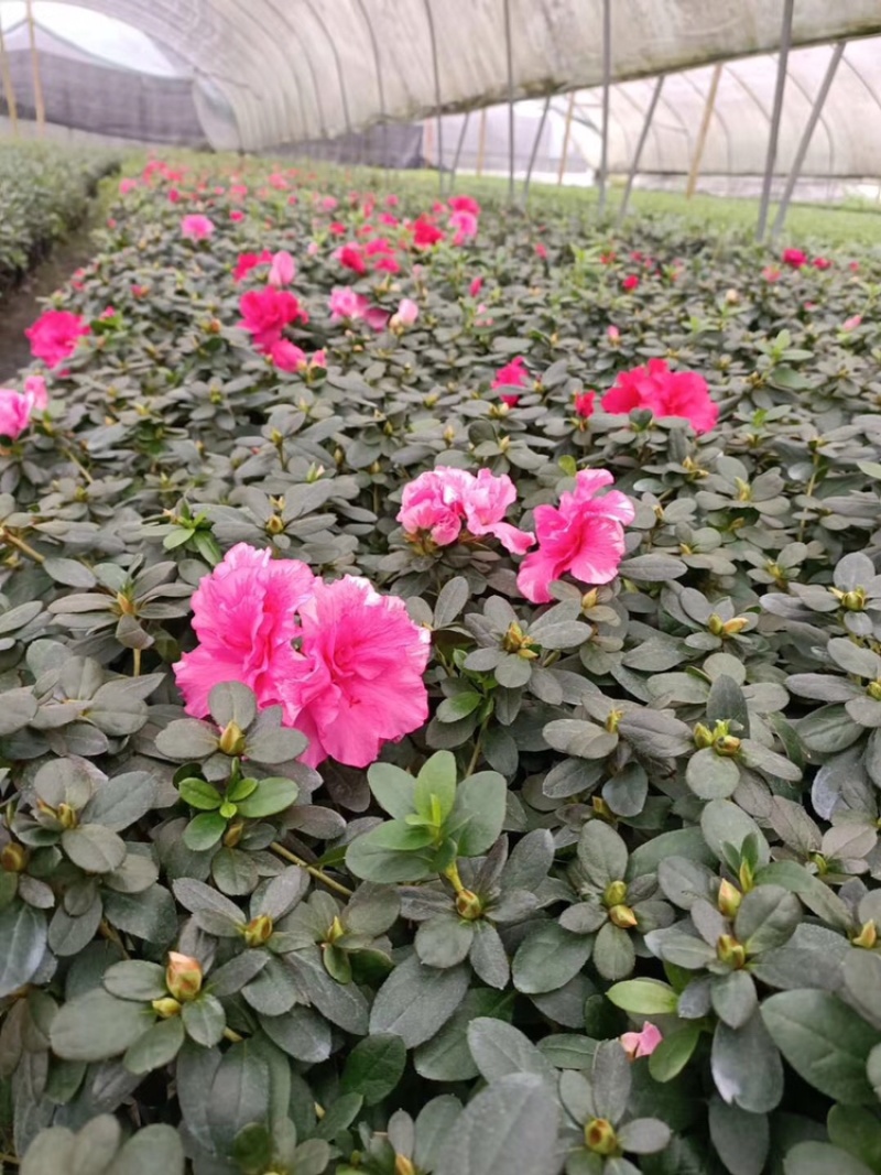 西洋娟比利时杜鹃工程用西洋娟春娟夏娟毛娟等