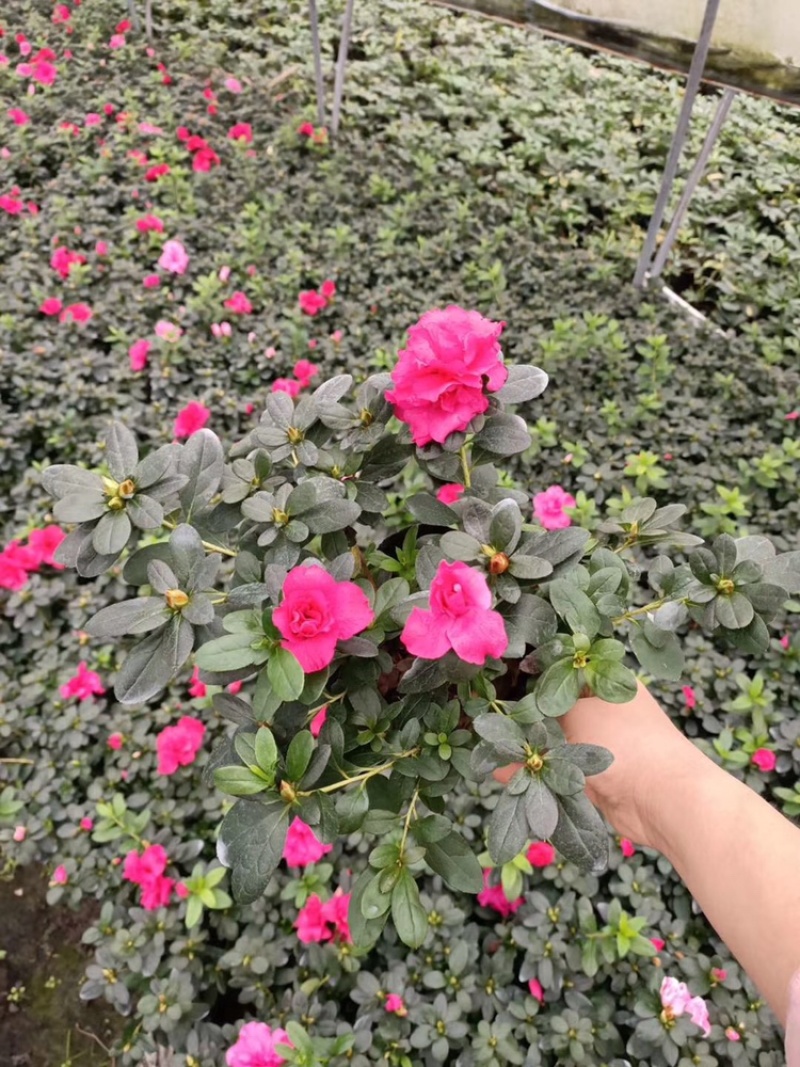 西洋娟比利时杜鹃工程用西洋娟春娟夏娟毛娟等