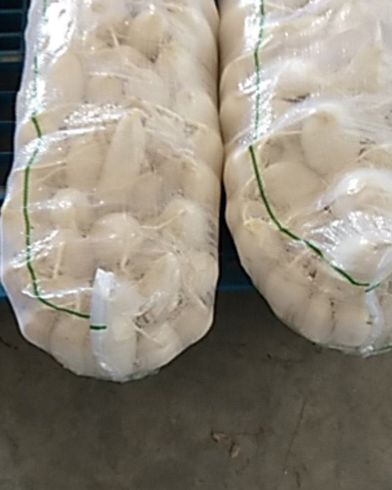 小五排，沙洋大量有货。