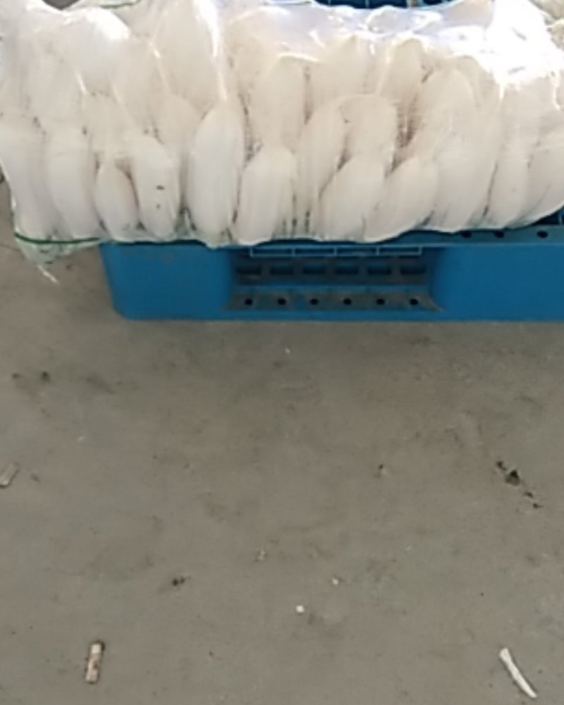 小五排，沙洋大量有货。