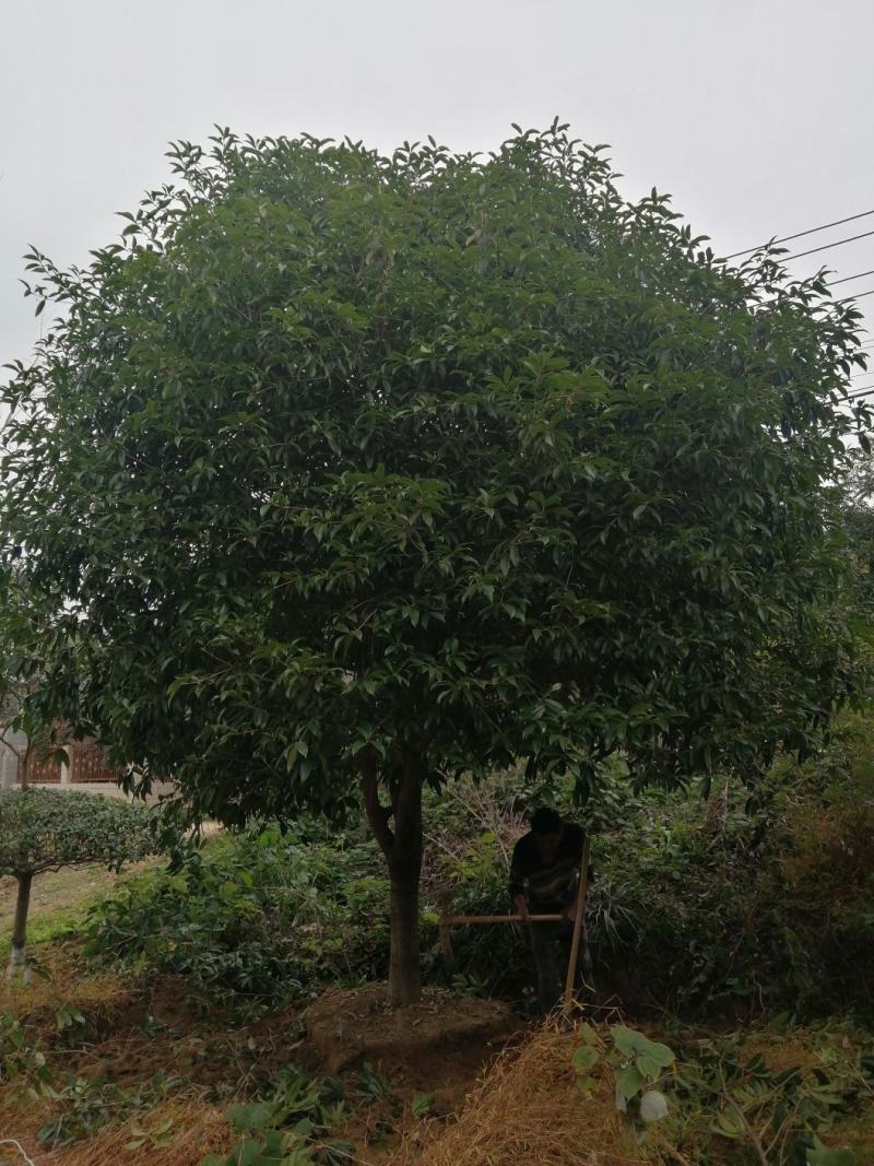 桂花树18~20cm4米以上3米以上