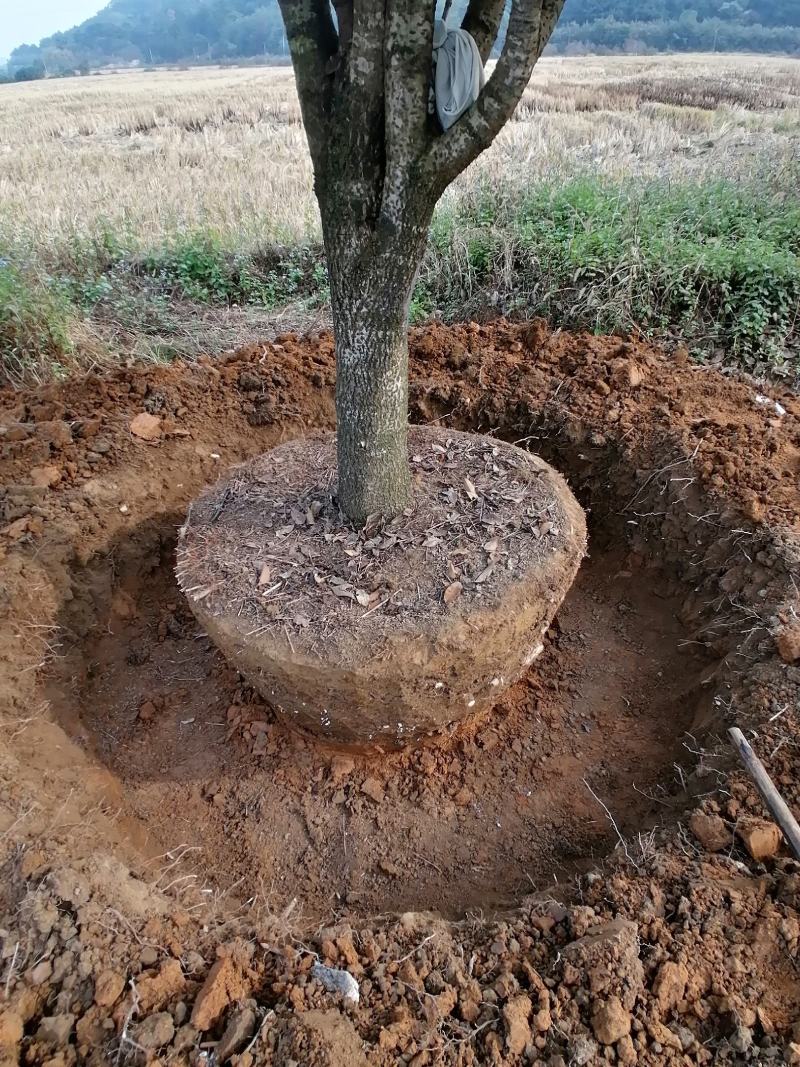 桂花树18~20cm4米以上3米以上