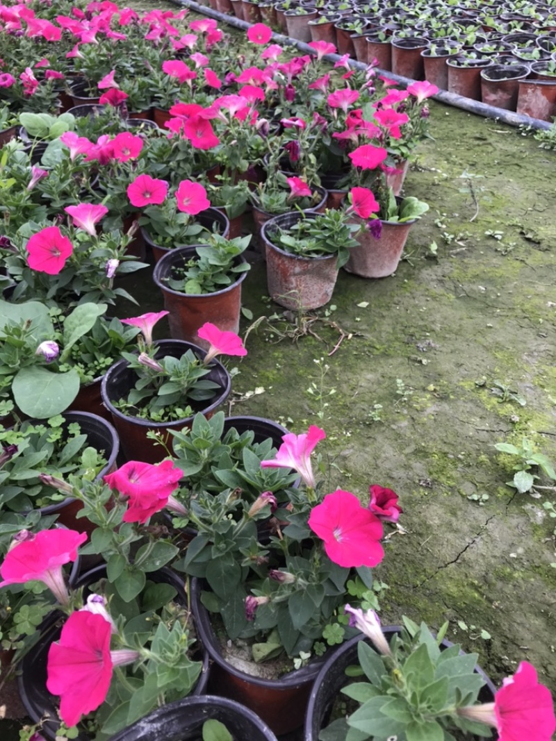 矮牵牛牵牛花工程用矮牵牛杯苗国庆用花矮牵牛