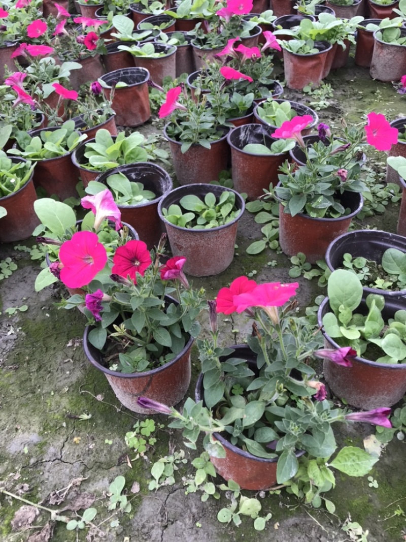 矮牵牛牵牛花工程用矮牵牛杯苗国庆用花矮牵牛