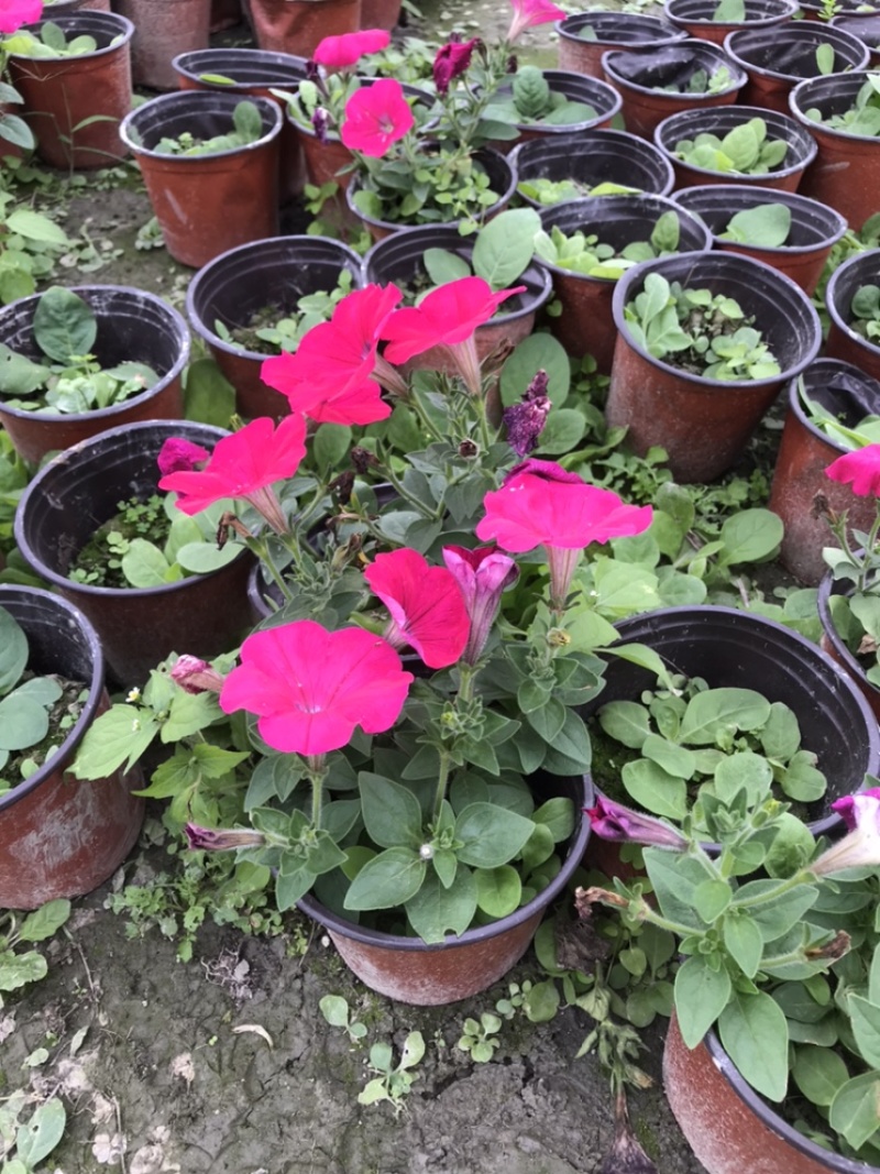 矮牵牛牵牛花工程用矮牵牛杯苗国庆用花矮牵牛