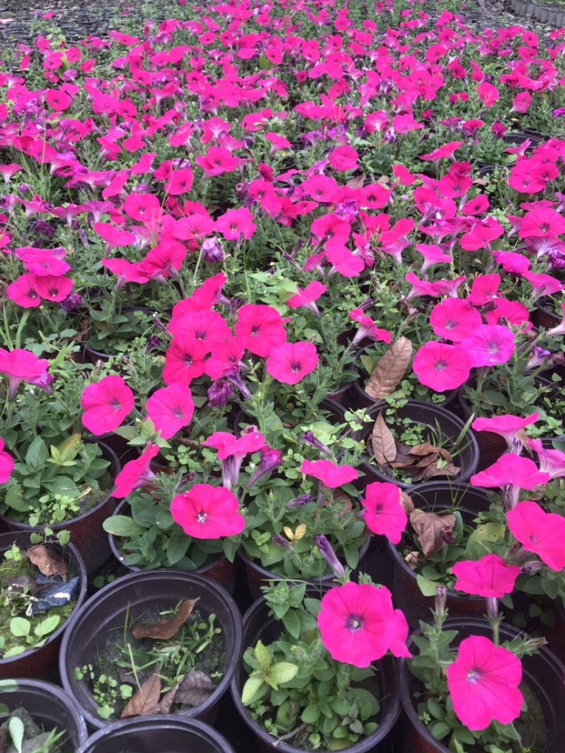 矮牵牛牵牛花工程用矮牵牛杯苗国庆用花矮牵牛