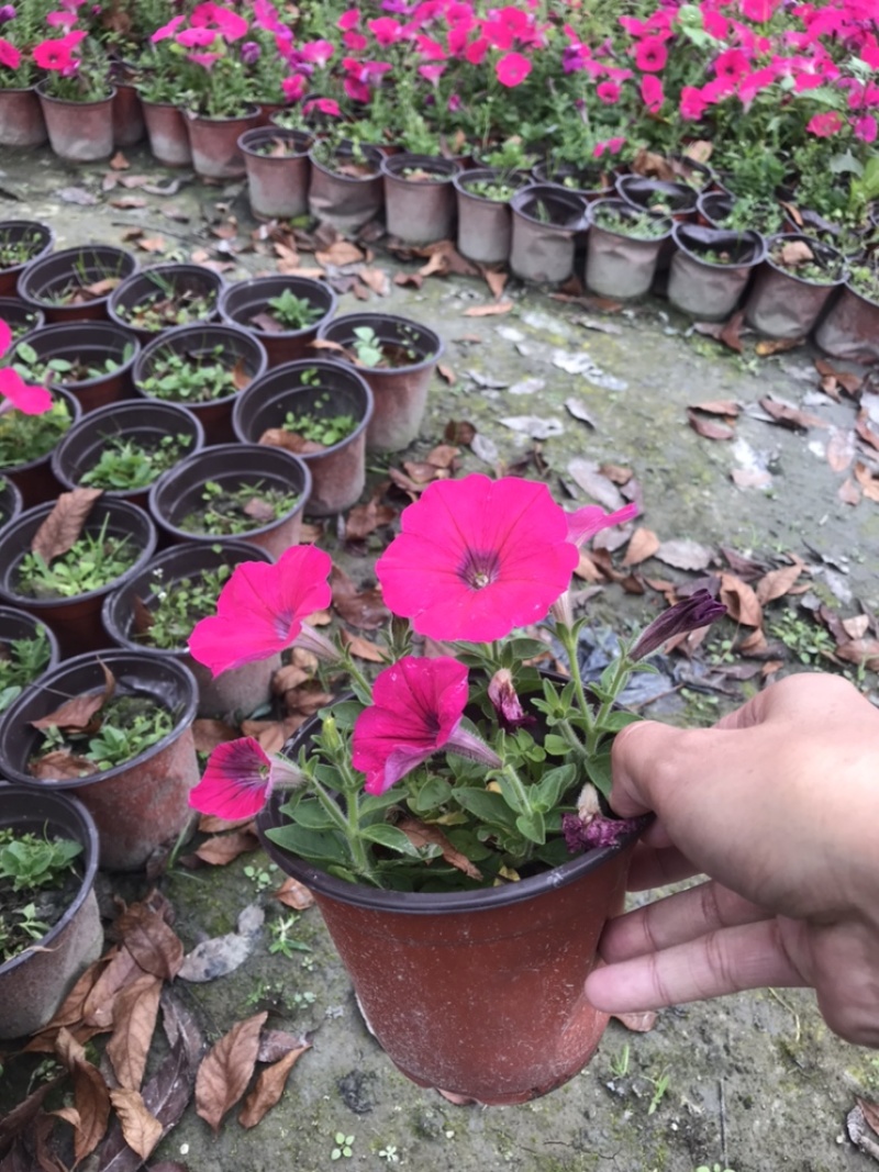矮牵牛牵牛花工程用矮牵牛杯苗国庆用花矮牵牛