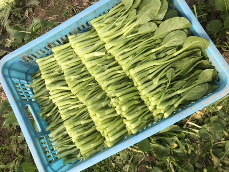 精品广东菜心大量上市，基地直销，保质保量，欢迎下单