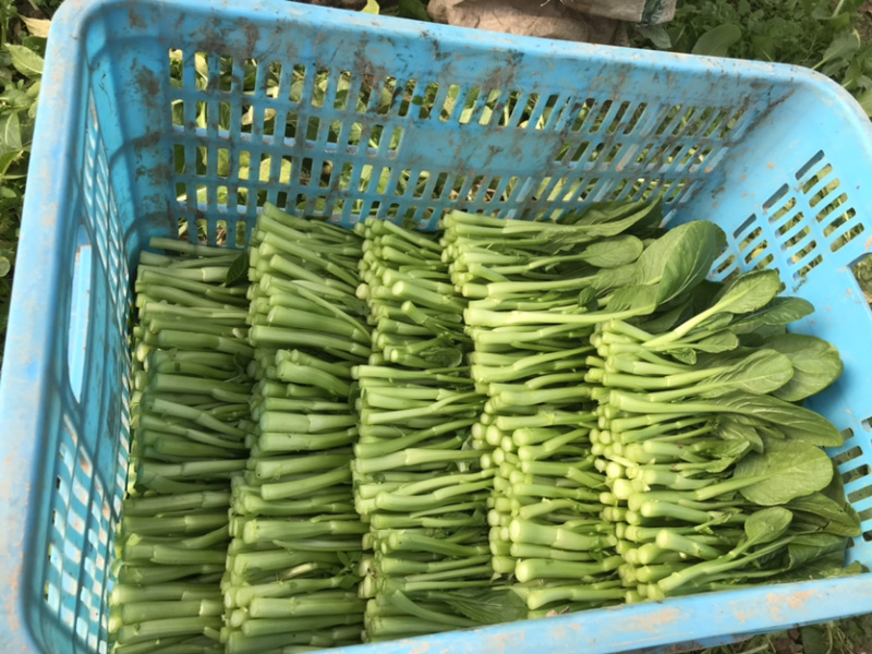精品广东菜心大量上市，基地直销，保质保量，欢迎下单