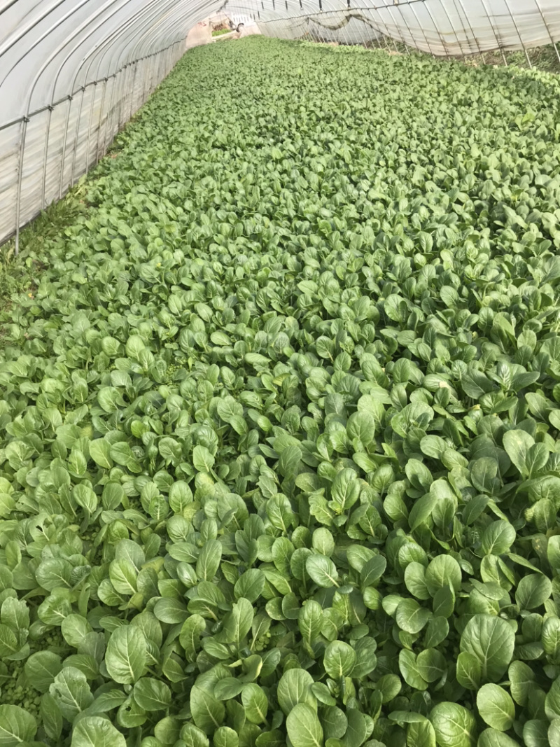 精品广东菜心大量上市，基地直销，保质保量，欢迎下单