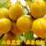 珍珠油杏树苗优质嫁接杏树苗香甜多汁产量高好管理