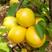 珍珠油杏树苗优质嫁接杏树苗香甜多汁产量高好管理