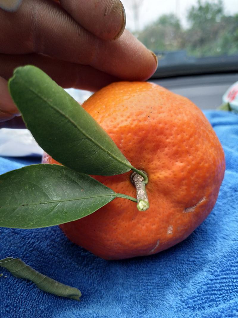 桂林清香橘青皮蜜桔上市中甘甜多汁毫无酸味一手货源