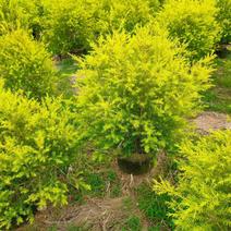 黄金宝树福建漳州供应绿庭院设计，黄金香柳供应大小规格袋苗