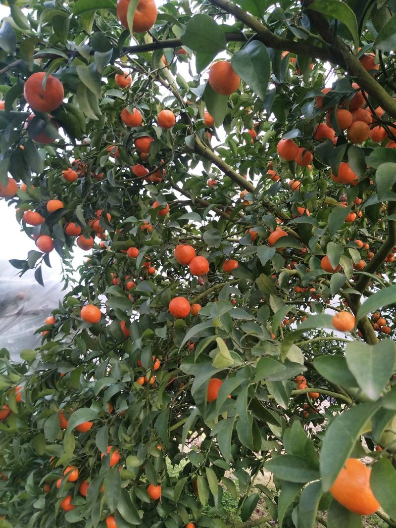 桂林清香橘青皮蜜桔上市中甘甜多汁毫无酸味一手货源