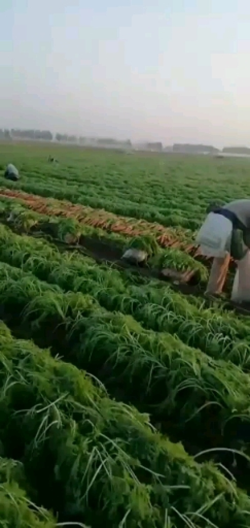 三红胡萝卜大量供应欢迎光临