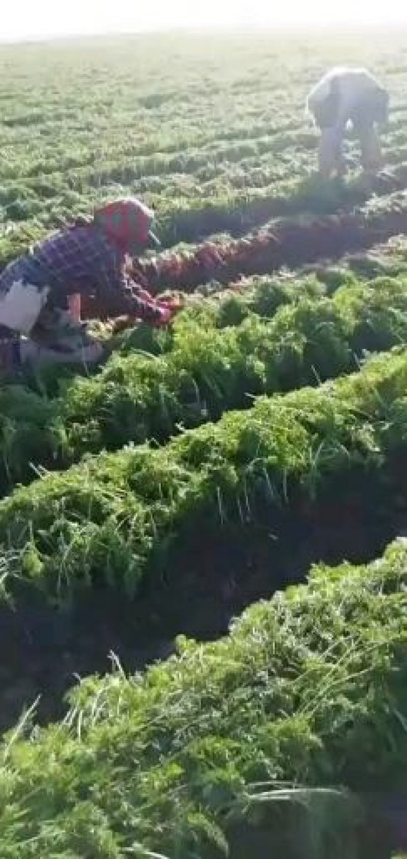 三红胡萝卜大量供应欢迎光临