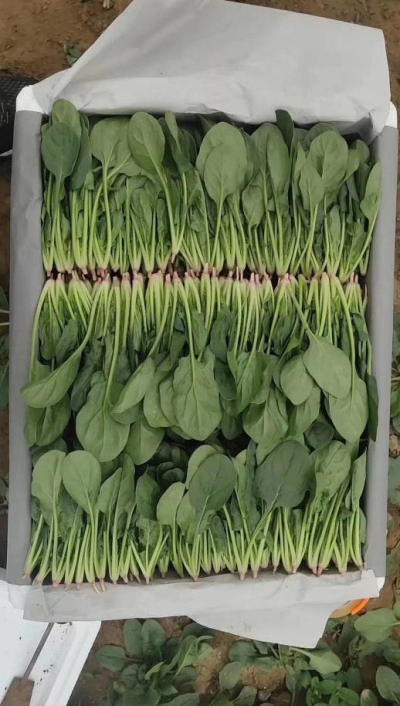 精品净菠菜，欢迎全国各地的新老客户前来收购。