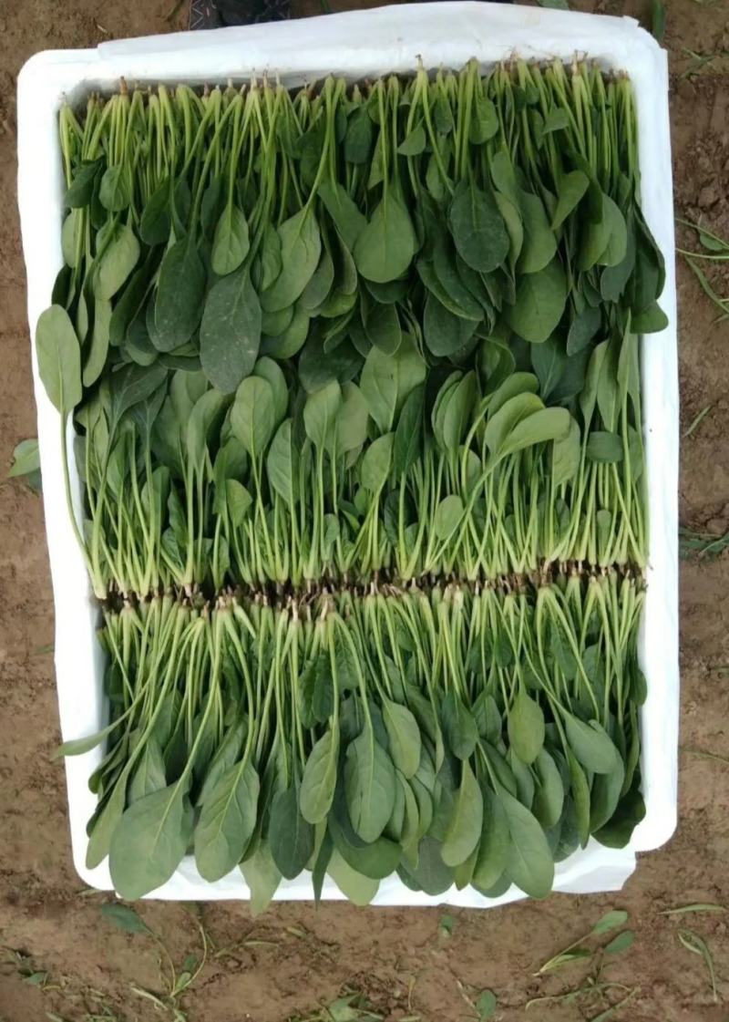 精品净菠菜，欢迎全国各地的新老客户前来收购。