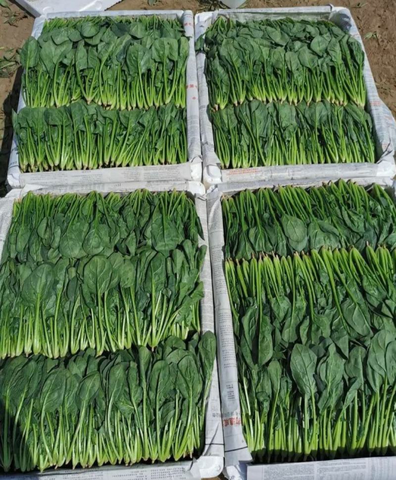 精品净菠菜，欢迎全国各地的新老客户前来收购。