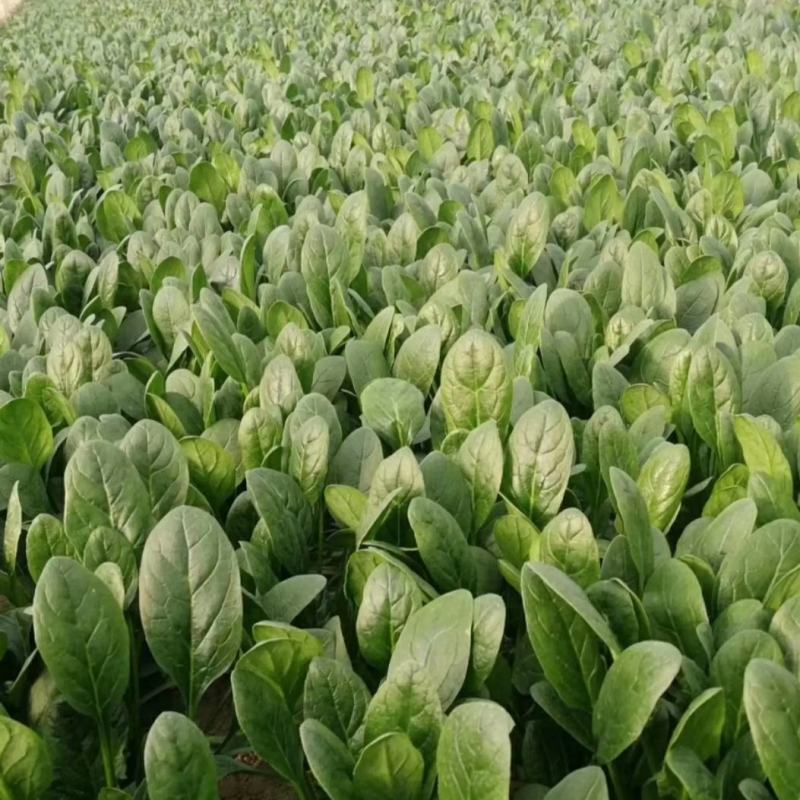 精品净菠菜，欢迎全国各地的新老客户前来收购。