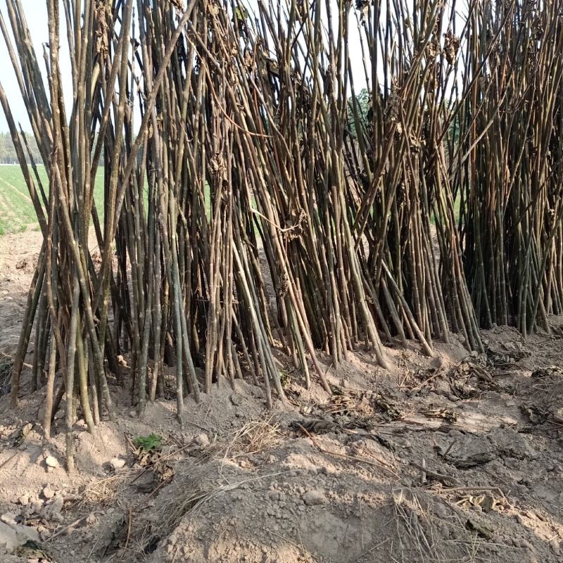 农场直销泡桐树苗，泡桐树种根及各种规格泡桐树。