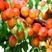 红丰杏树苗优质嫁接杏树苗适合各地种植品种齐全量大从优