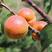 红丰杏树苗优质嫁接杏树苗适合各地种植品种齐全量大从优