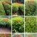 树苗大量！！！！！！