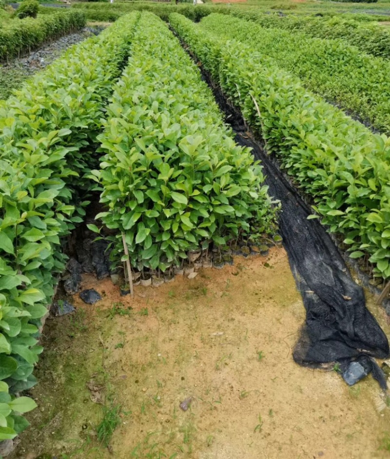 树苗大量！！！！！！