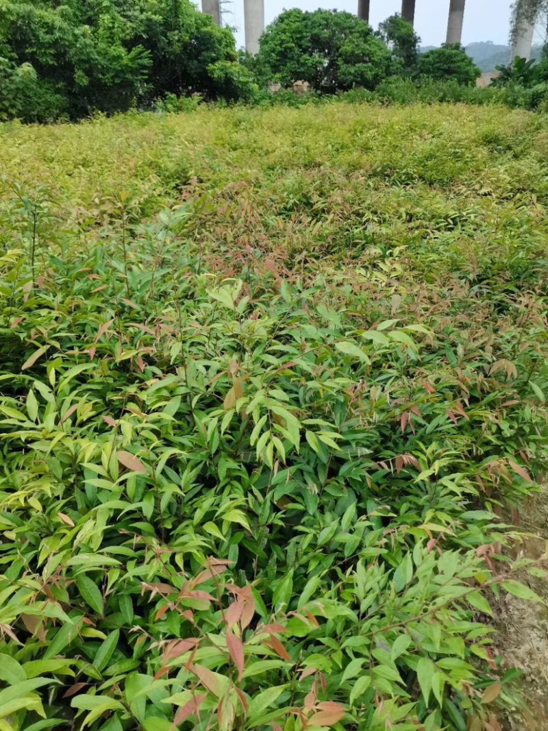 树苗大量！！！！！！