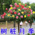 树型月季，嫁接树桩棒棒糖造型各种颜多品：